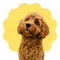 Happyの飼い主 | 犬と飼い主の成長記録