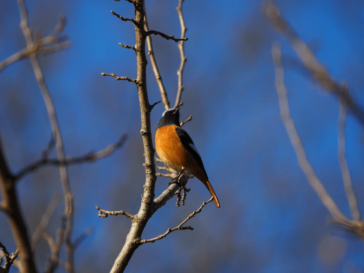 青空に誘われて野川公園へ。冬の光と野鳥たちに癒やされたひととき