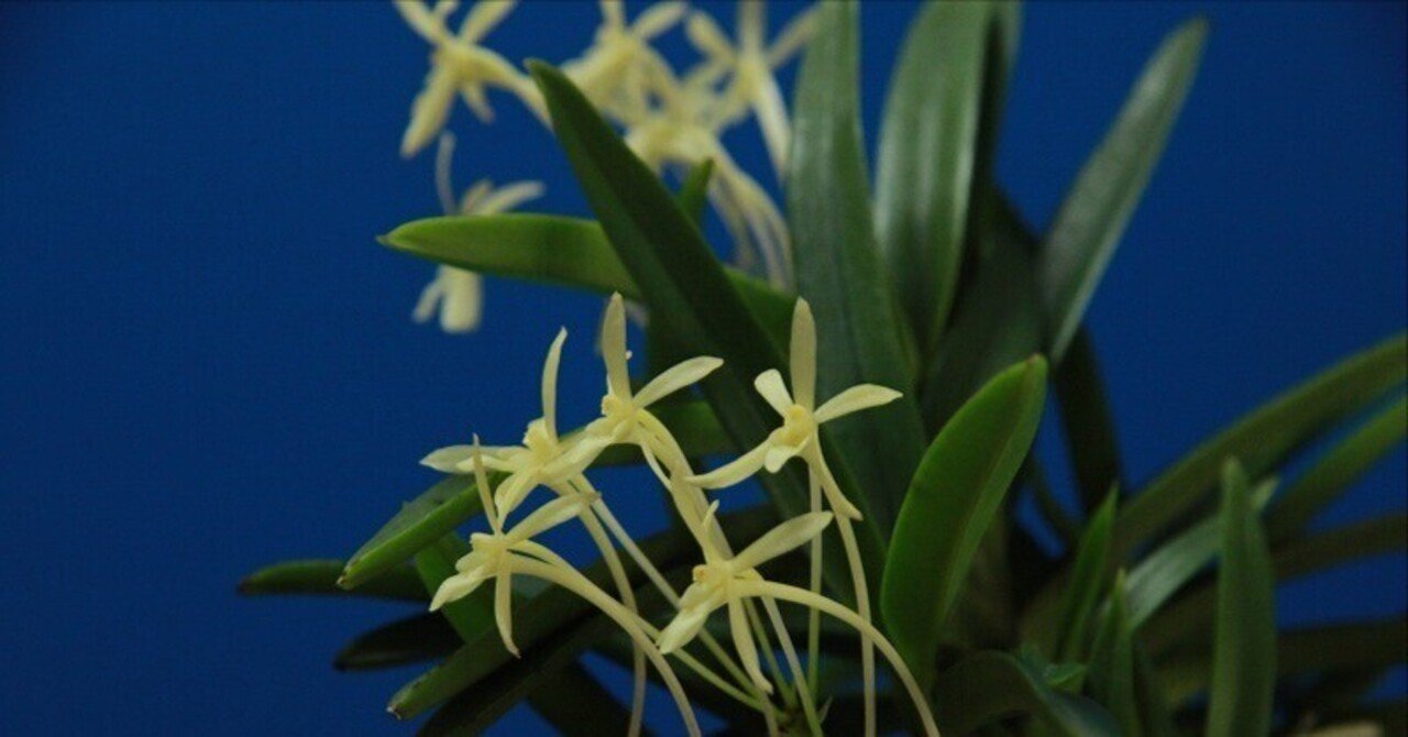 富貴蘭「黄花Ⅳ」の花(過去の画像倉庫から)｜KJ Morison