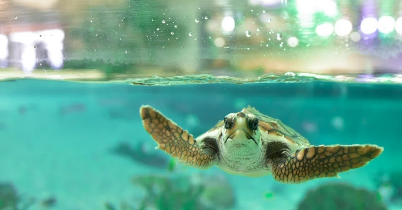 The barrier died and a sea turtle was born｜rempty