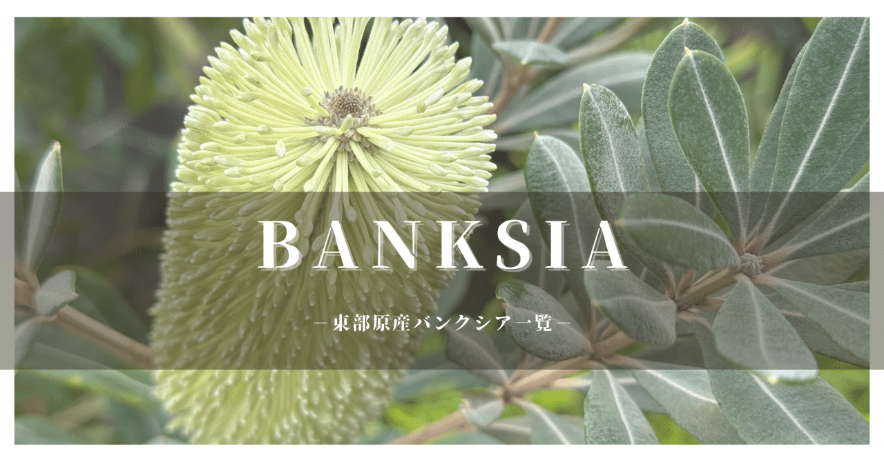 保全版】バンクシア品種一覧 東部原産ver.｜G⁺