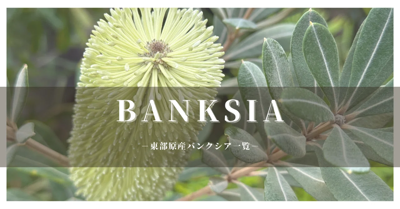 保全版】バンクシア品種一覧 東部原産ver.｜G⁺