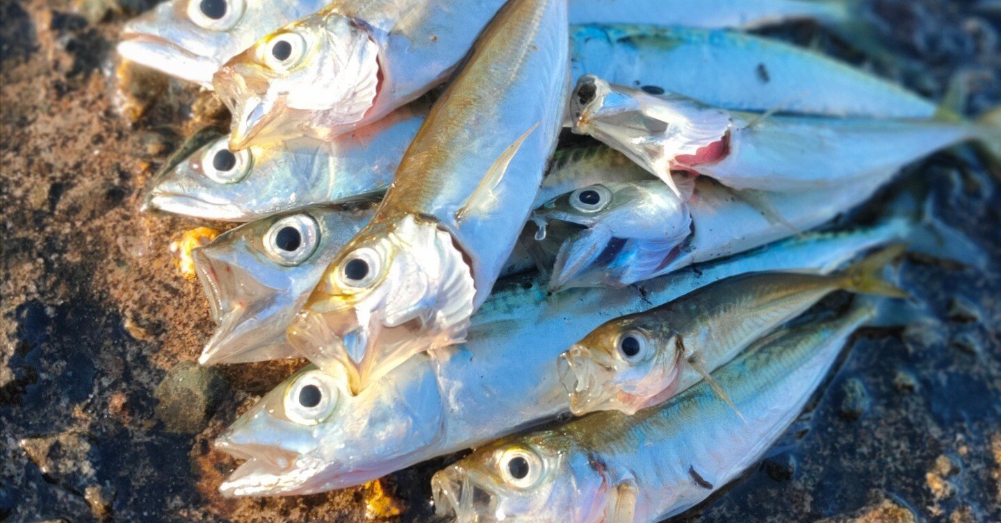 具体的な福井県嶺北でのアジングのはじめかた｜YUZ.1986