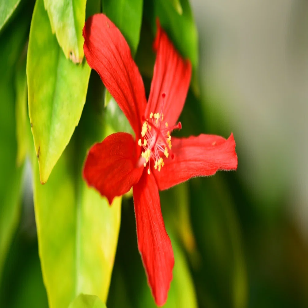 咲くやこの花館」で出会ったハイビスカスの原種系の仲間たち｜福ちゃん