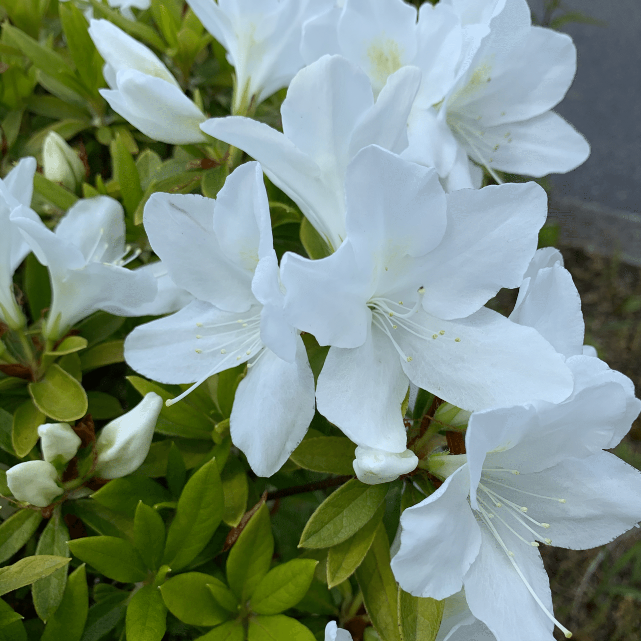 道端のお花たち 椿 Tsubaki Note