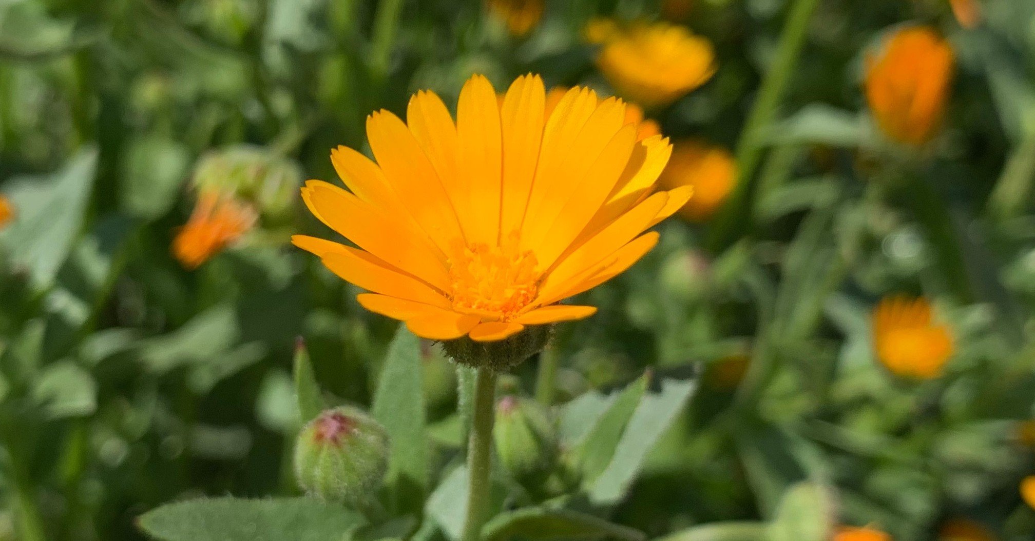 ４日目 ヒメキンセンカ こすもす Ken Matsubayashi Note