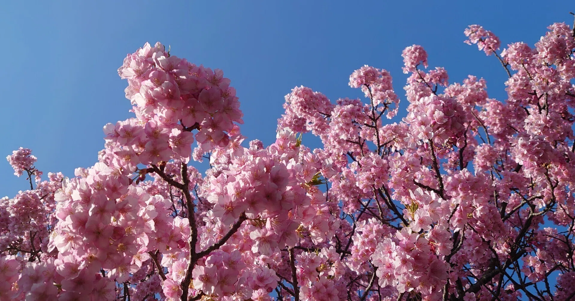 An Early Cherry Blossom Viewing - Kawazu Cherry Blossom Festival