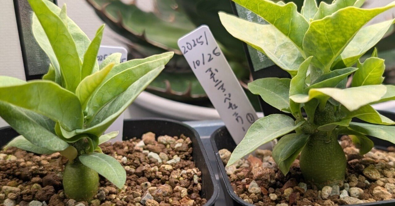 1/25更新】アデニア・ペチュエリーの種子の価格は発芽率に関係するのか