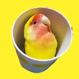 くめまタイムセール中