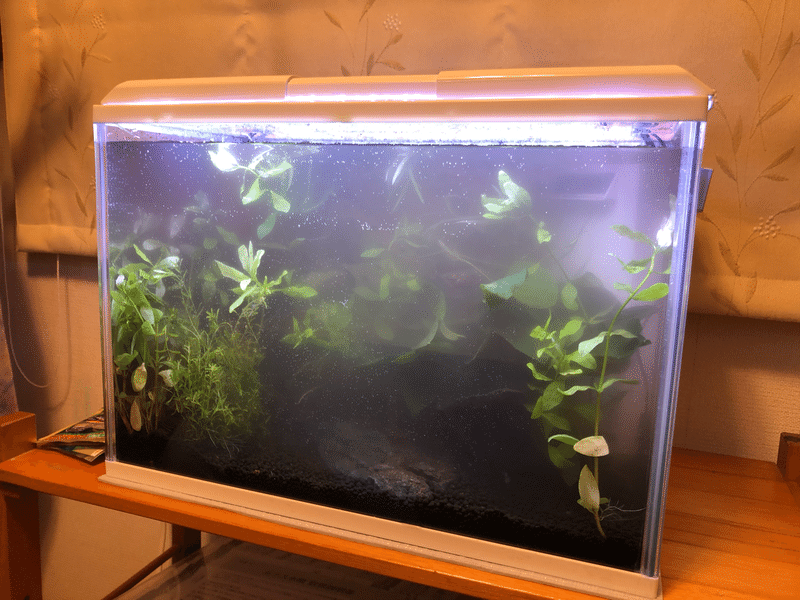 水草水槽立ち上げ 年4月5日 ますみ Note