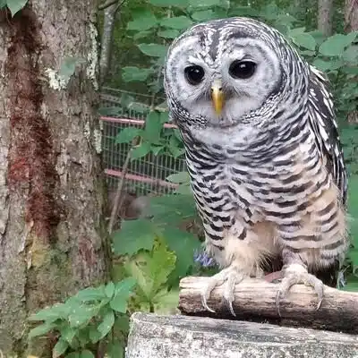 もっさん