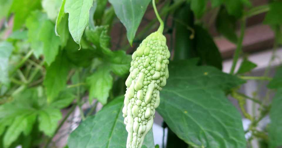 ベランダで本気で野菜を作ってみる 今年も暑くなりそうだ 緑のカーテン 美味しいゴーヤでなんくるないさ 国吉純 Note