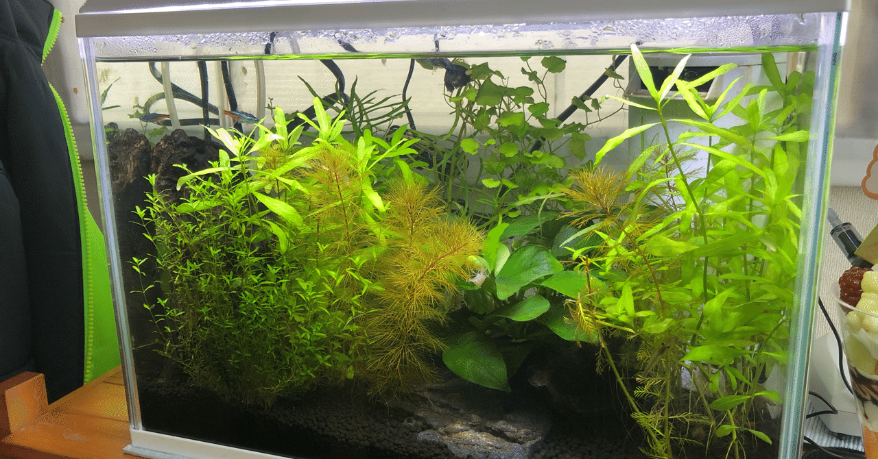 水草水槽 年4月30日 ますみ Note 水草水槽 年4月30日 ますみ Note