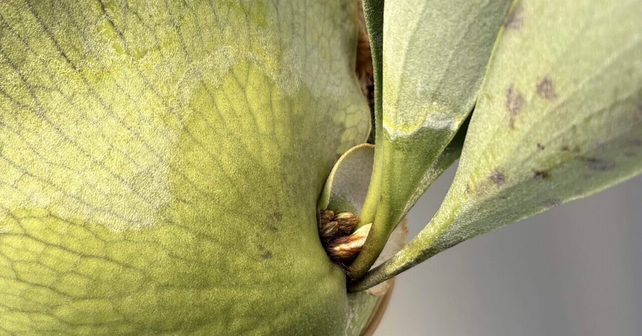 [Plants] After dividing the Staghorn Fern｜ちょこらーた