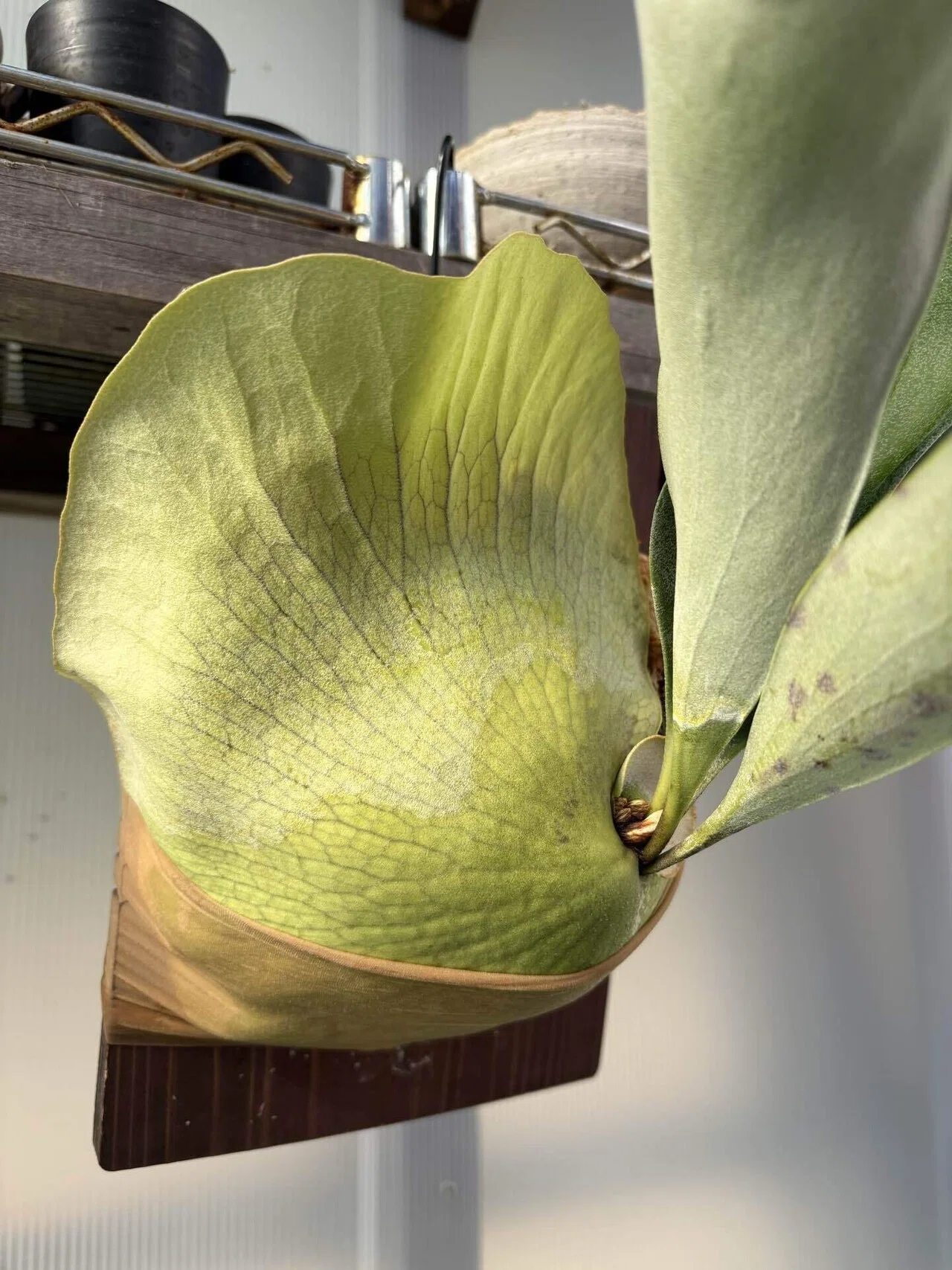 植物】ビカクシダの株分けその後｜ちょこらーた
