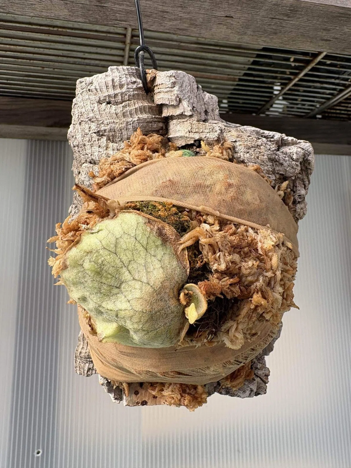 [Plants] After dividing the Staghorn Fern｜ちょこらーた