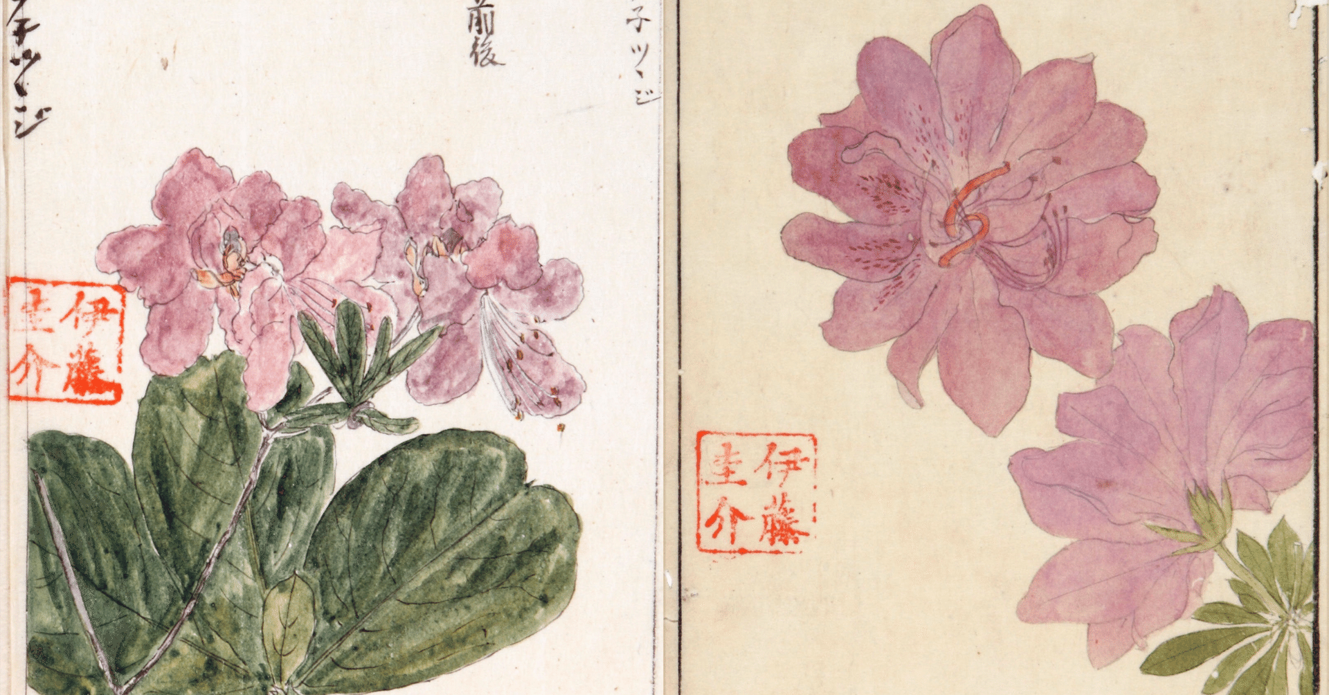 作者不詳/初夏花図/ツツジ/掛軸/名家伝来/K-357　J 作者不詳/初夏花図/ツツジ/掛軸/名家伝来/K-357 J 作者不詳/初夏花図