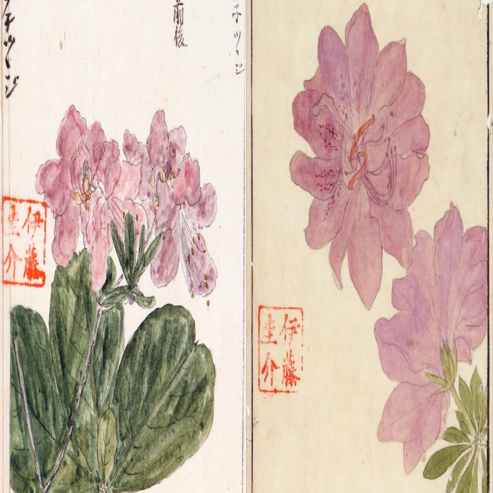 219．本草学から植物学へ 伊藤圭介のツツジ6 クロフネツツジとヨドガワ