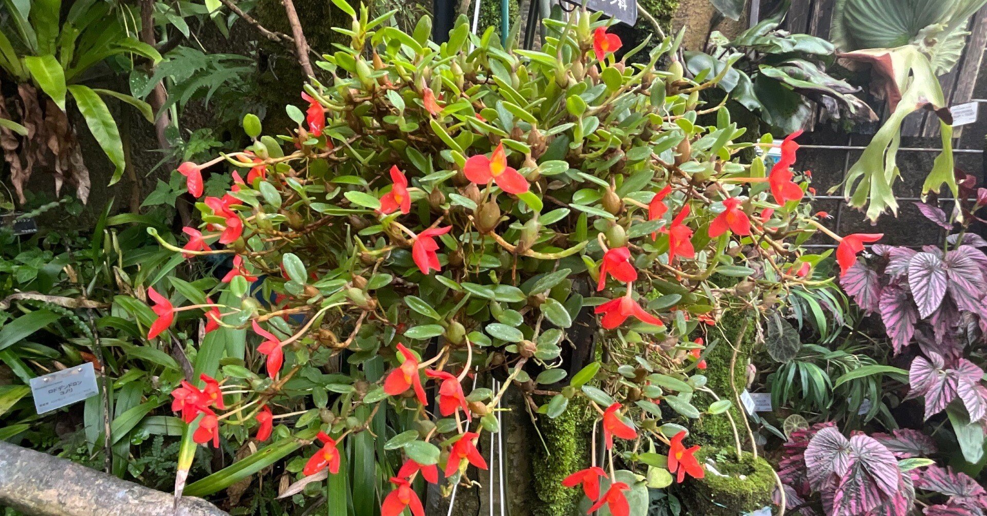 冬の京都に咲く異郷のランたち（京都府立植物園）：2026年1月26日（月