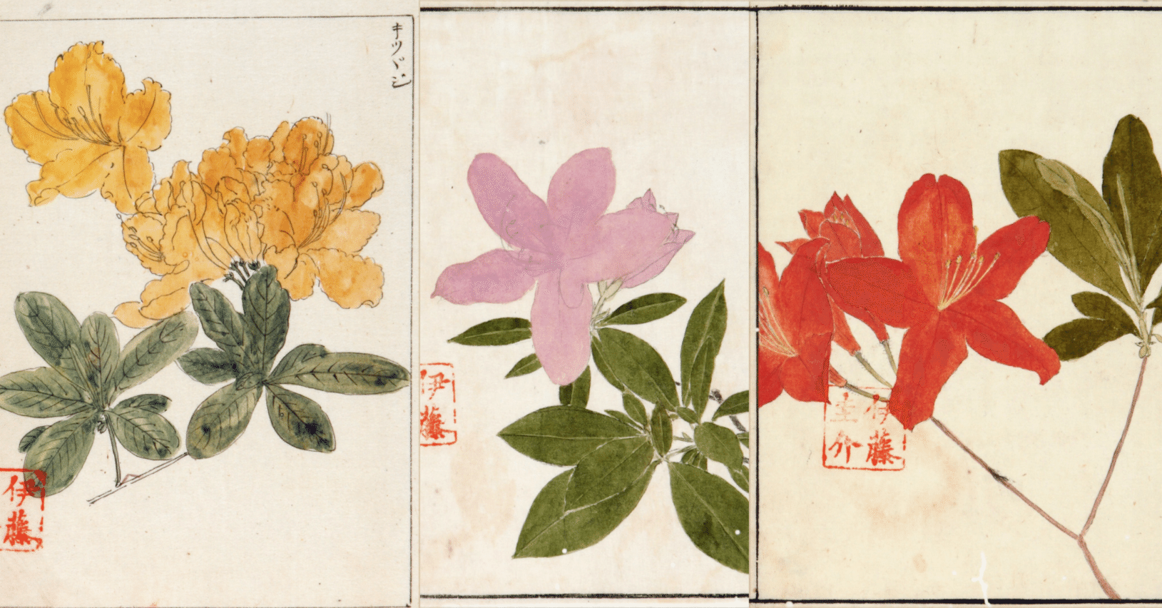 221．本草学から植物学へ 伊藤圭介のツツジ8 ヤマツツジ、モチツツジ