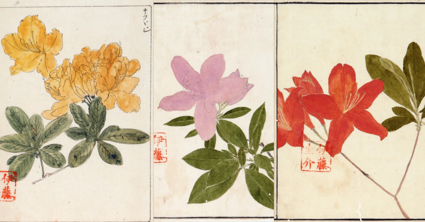 221．本草学から植物学へ 伊藤圭介のツツジ8 ヤマツツジ、モチツツジ