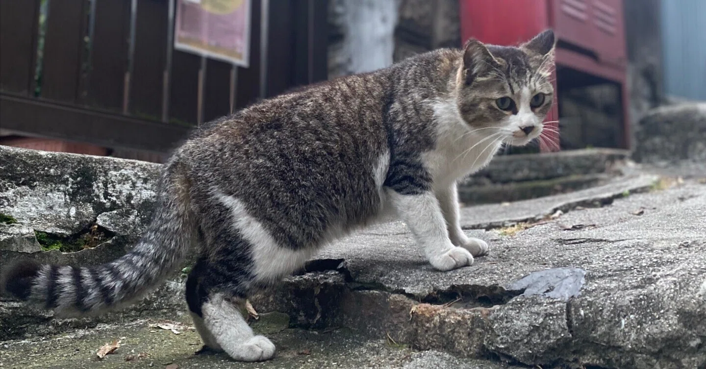 008 「猫の細道」 尾道でたくさんの猫に会ってきた。｜タビジロウ🏖猫