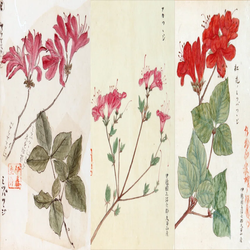 222．本草学から植物学へ 伊藤圭介のツツジ9 ミツバツツジ｜sasayan