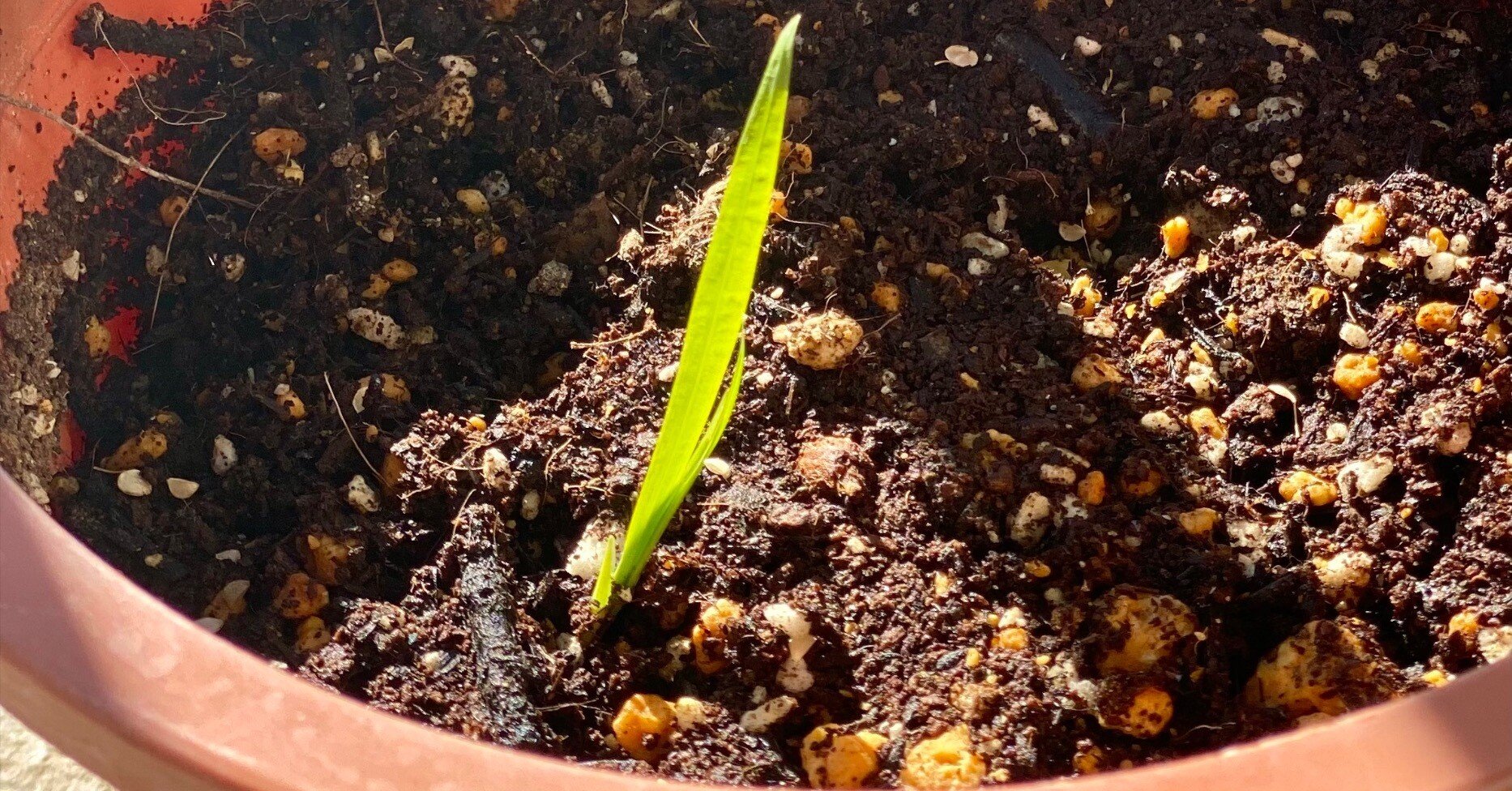 芽が出た🌱｜Tegeed Odoo