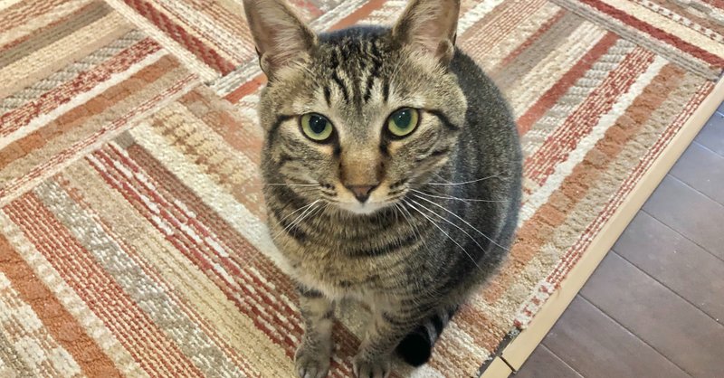川崎店 たるくんをご紹介 おうちでにゃんくる 譲渡型猫カフェにゃんくる Note