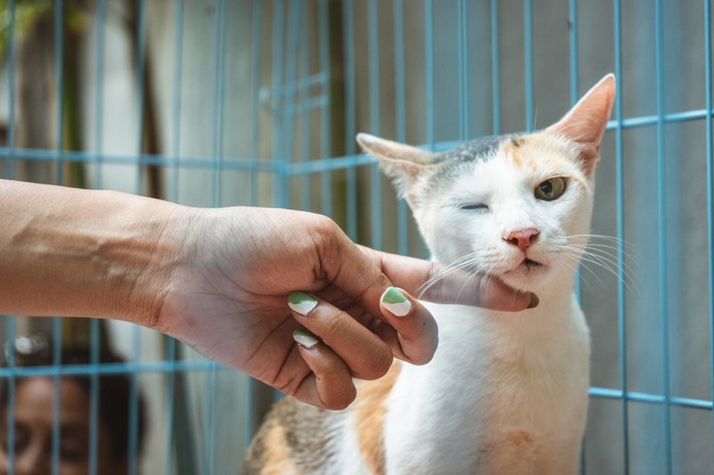 不安解消 未経験で動物看護師へ転職 ぺット職業マニア Note 不安解消 未経験で動物看護師へ転職 ぺット職業マニア Note