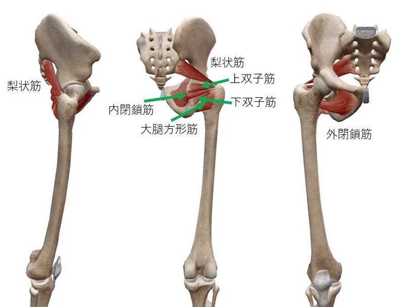 ターンアウトを行う筋 Dancer S Physio Room Note
