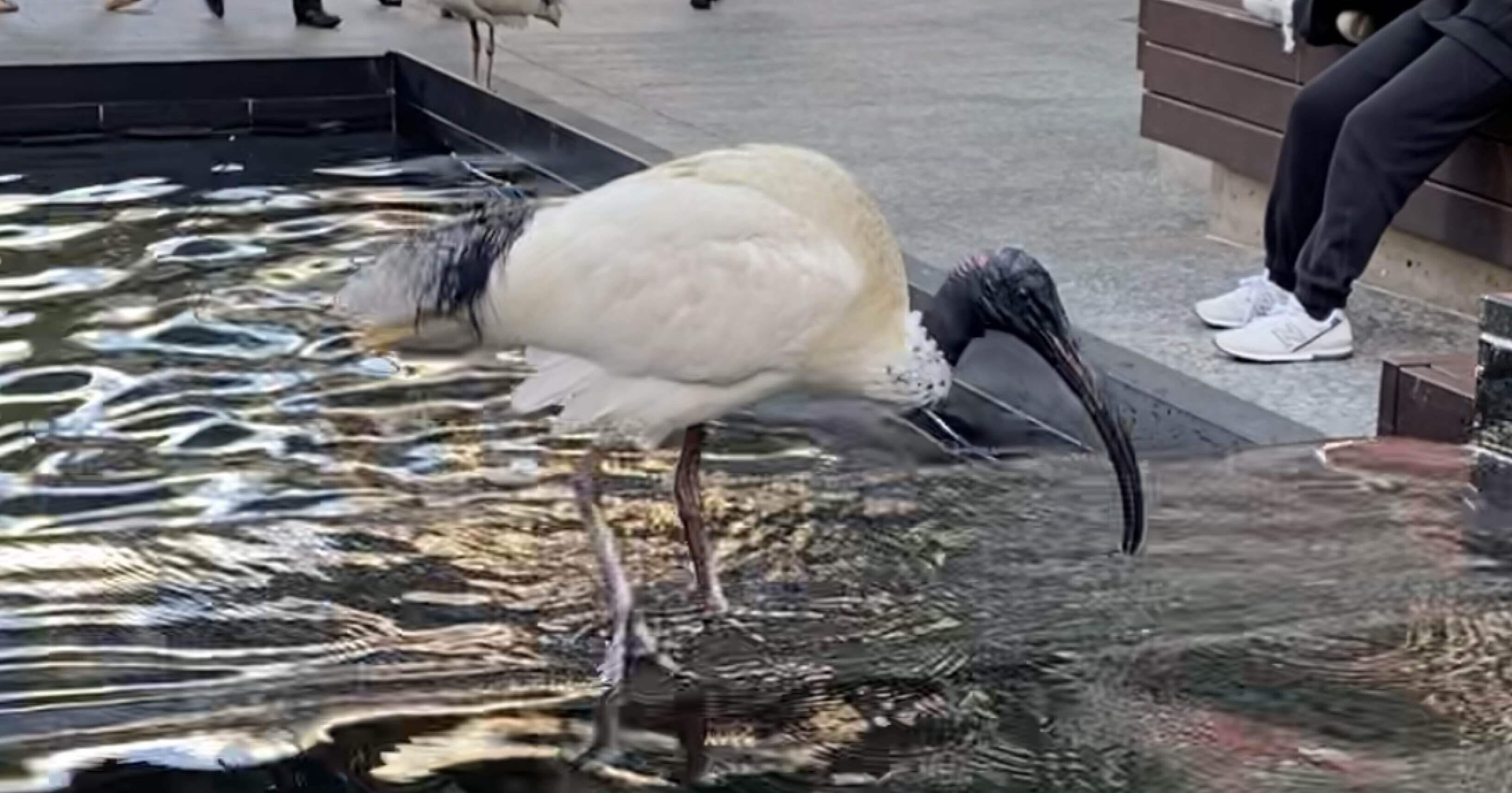 ☆。ブリスターパック入「オーストラリア 鶏図記念・2017