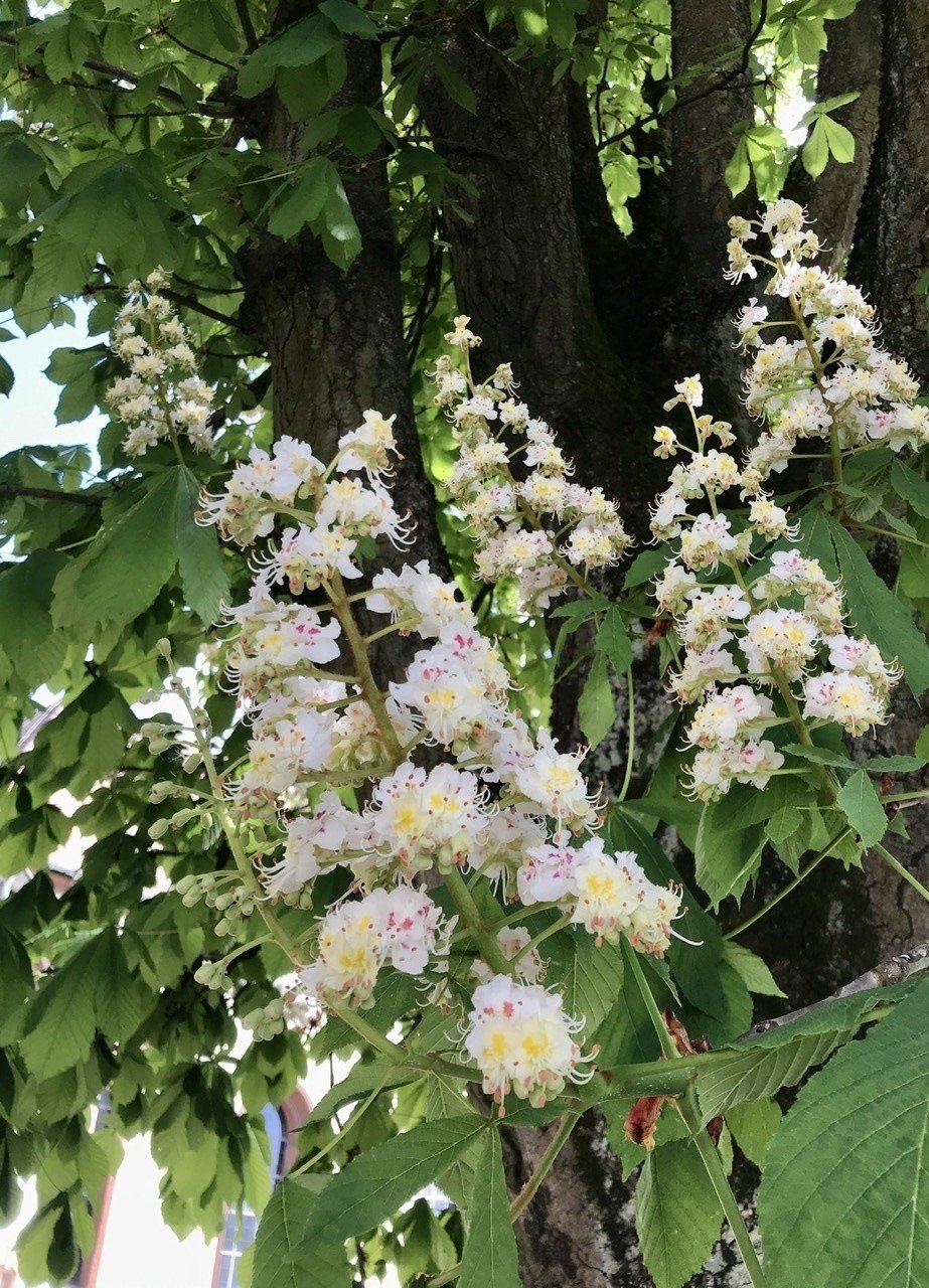 Kastanien カスタニエン セイヨウトチノキ の花 北川 萌子 Note