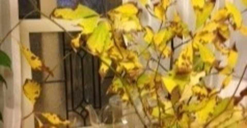 和のウッディノート クロモジ精油 Aromaholly Note