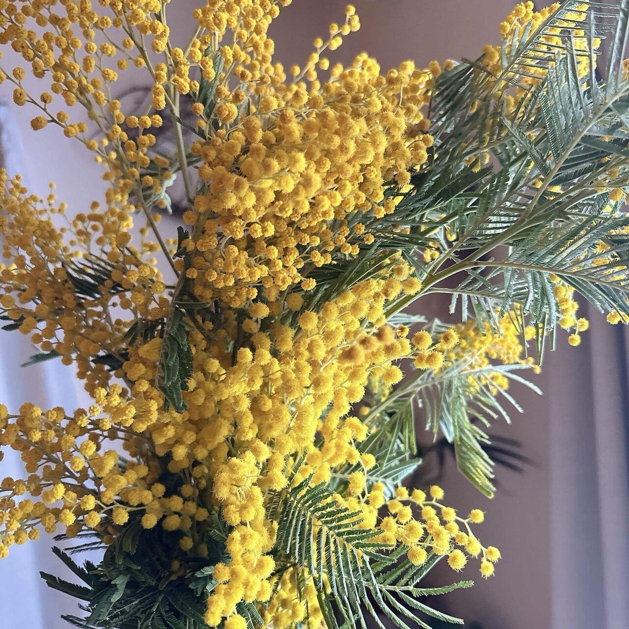 ミモザ｜はなとかおり