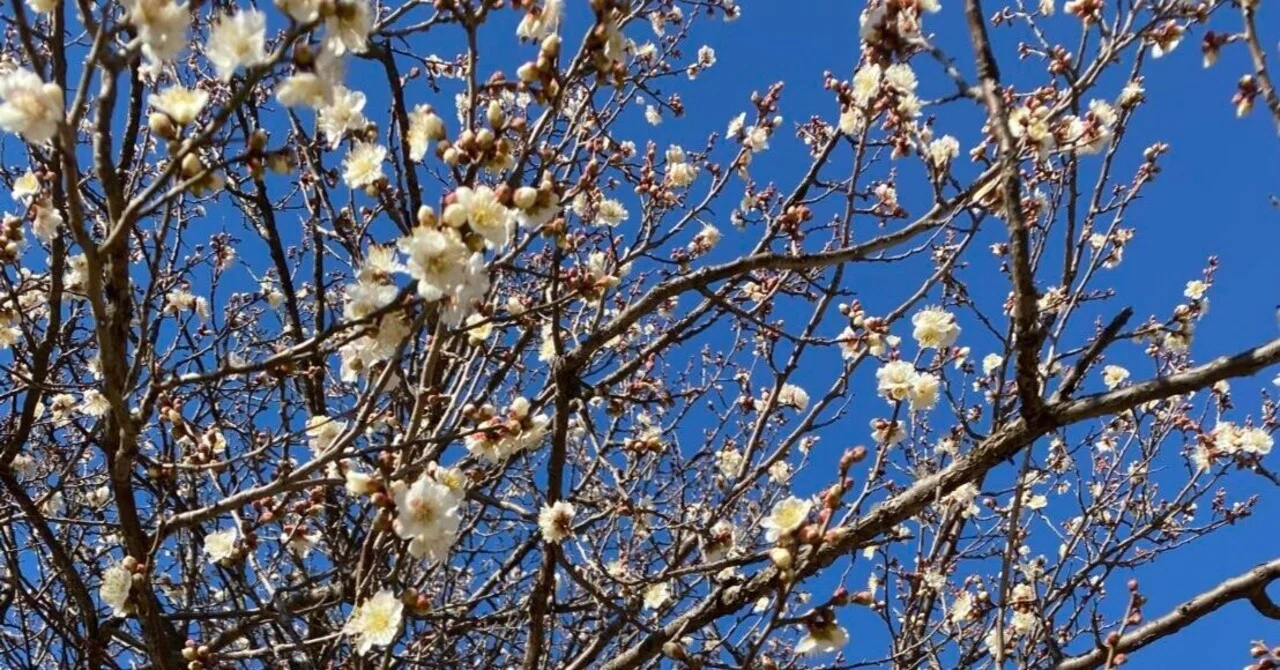 早々き 昨日の嵐に 答へてや 澄み渡る空に 梅かくも咲く|chy farm