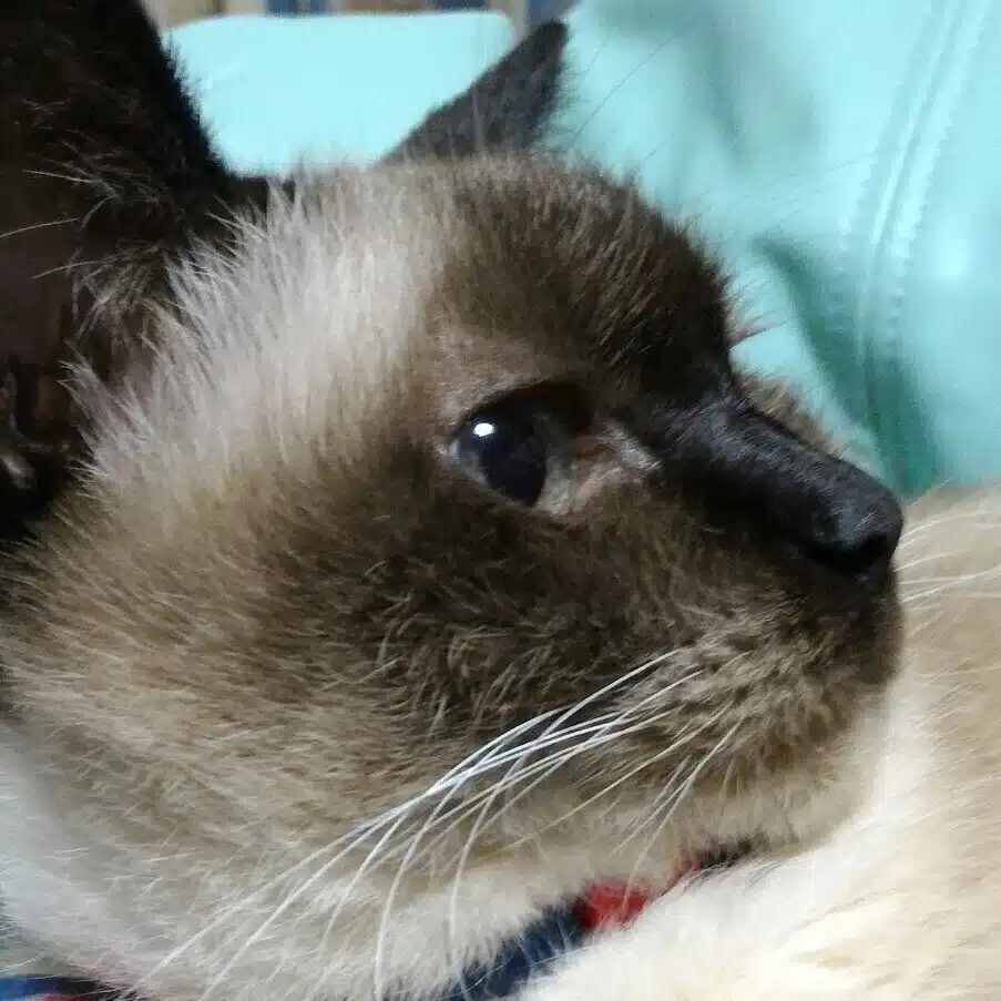 やっぱり猫が大好き