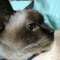 やっぱり猫が大好き