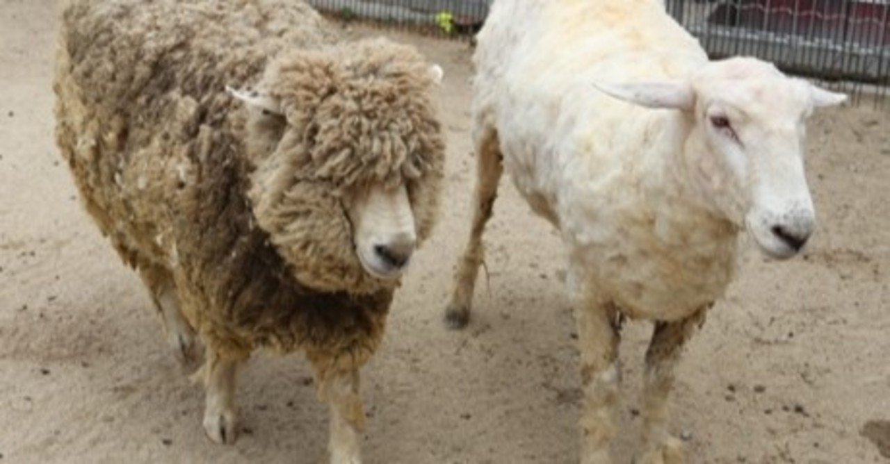 毛刈り World Of Wool Note