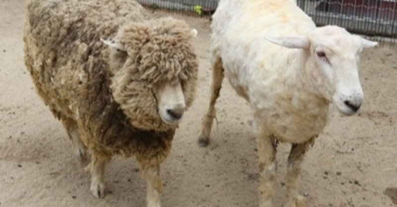 羊の毛刈り シアリング World Of Wool Note 羊の毛刈り シアリング World Of Wool Note
