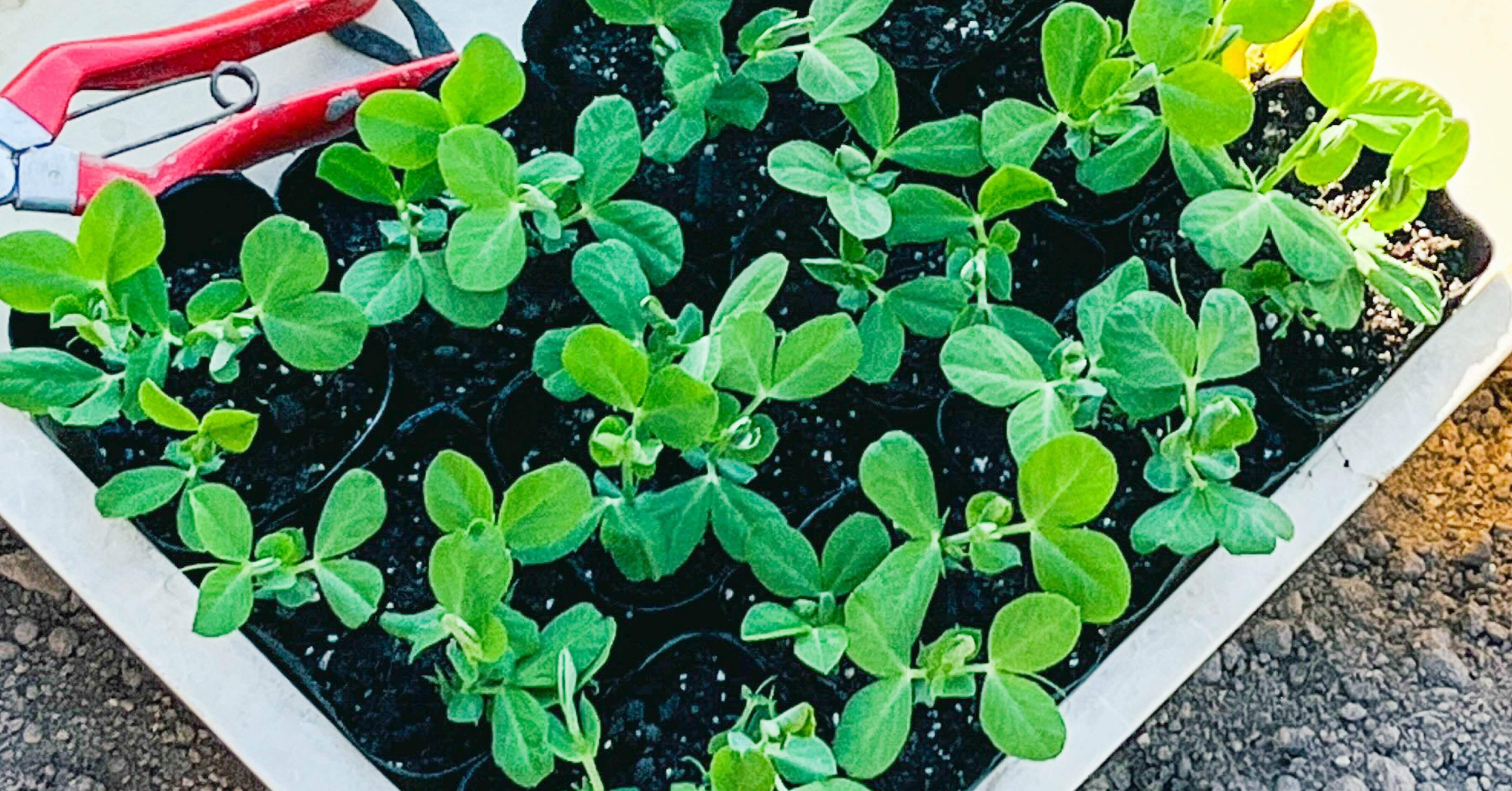 ハタケタナカ 土と野菜と料理】春への仕込み、土づくりとスナップ