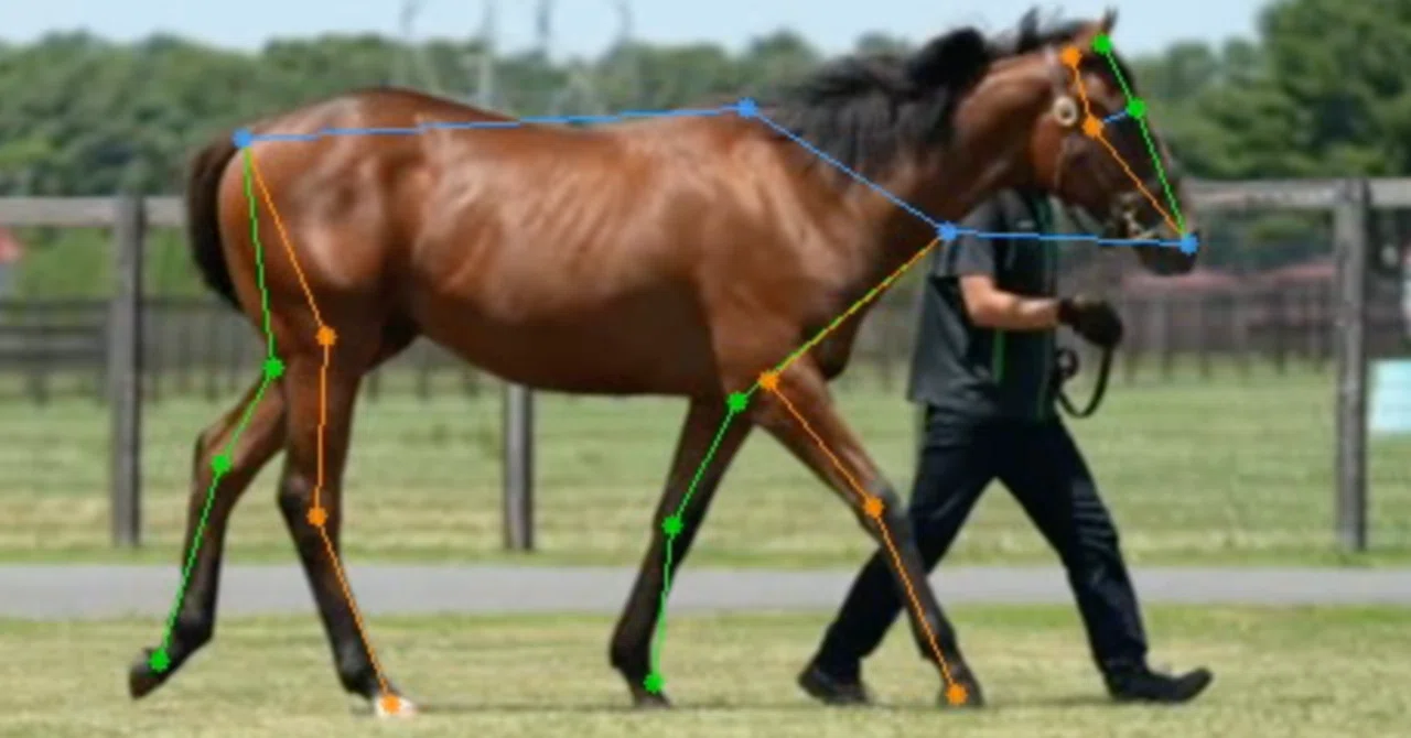 機械学習とかAI的なものを利用した競走馬の歩様動画の姿勢推定｜具現化