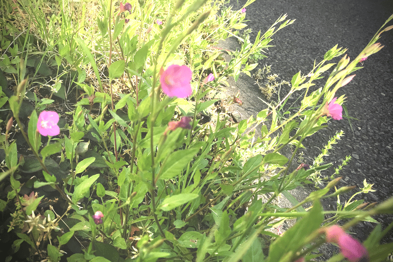 野の花の名前 はけ と野川のお散歩セラピー Note