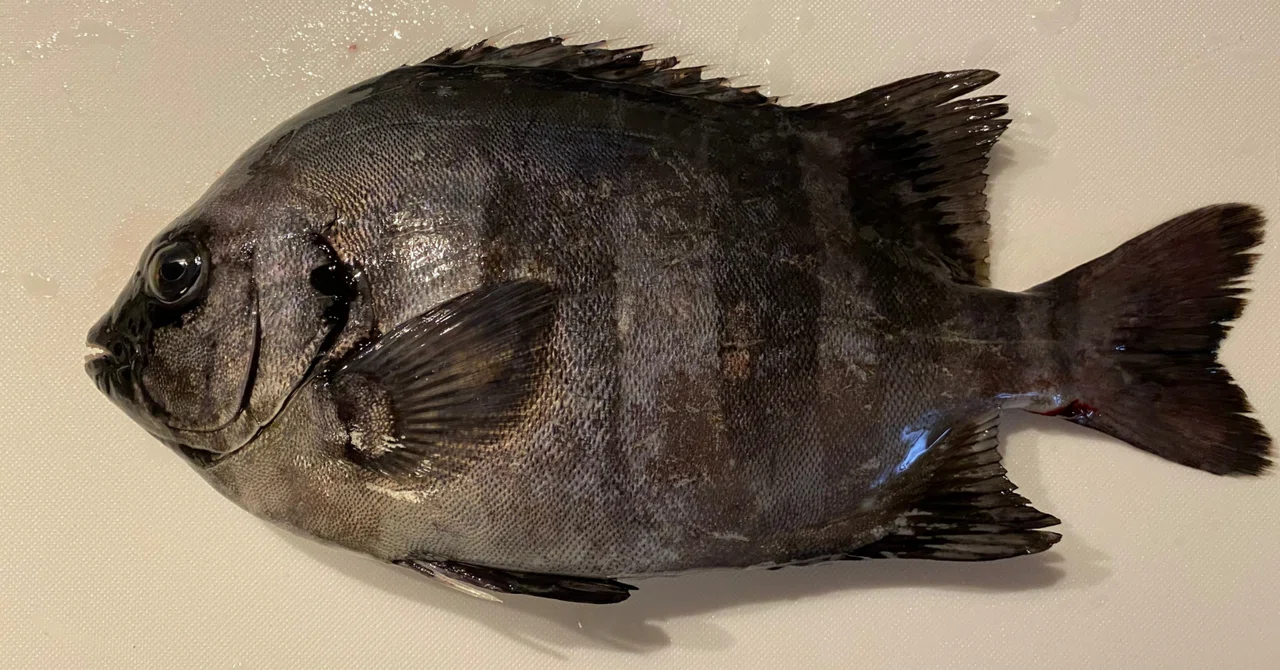 歯が主役の魚― イシダイは「噛むために進化した完成形」 ―|Sumatra 海響館で働きたい