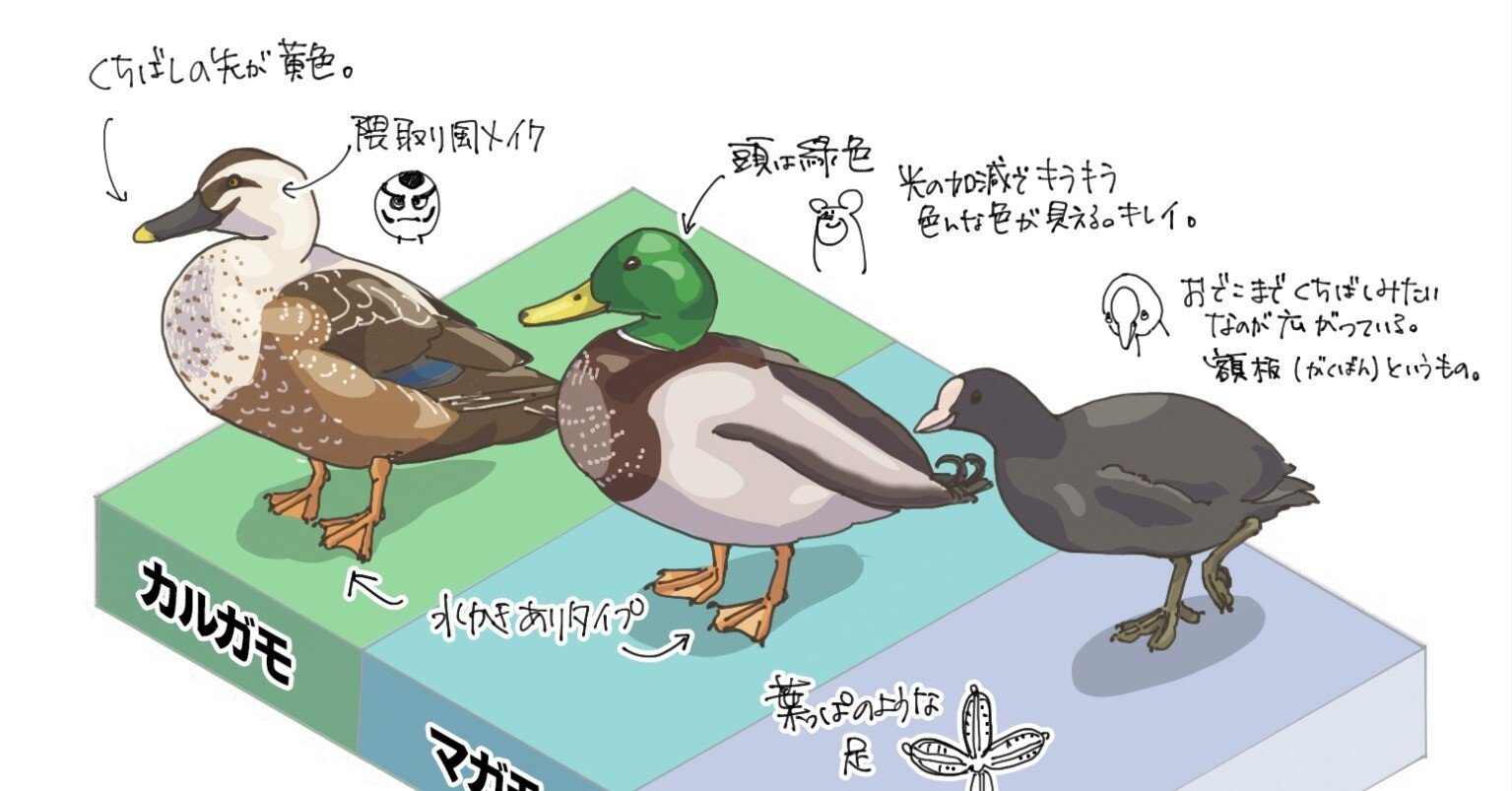 カモ、カモ、バン！｜くますけ｜自然ガイド・クリエイター