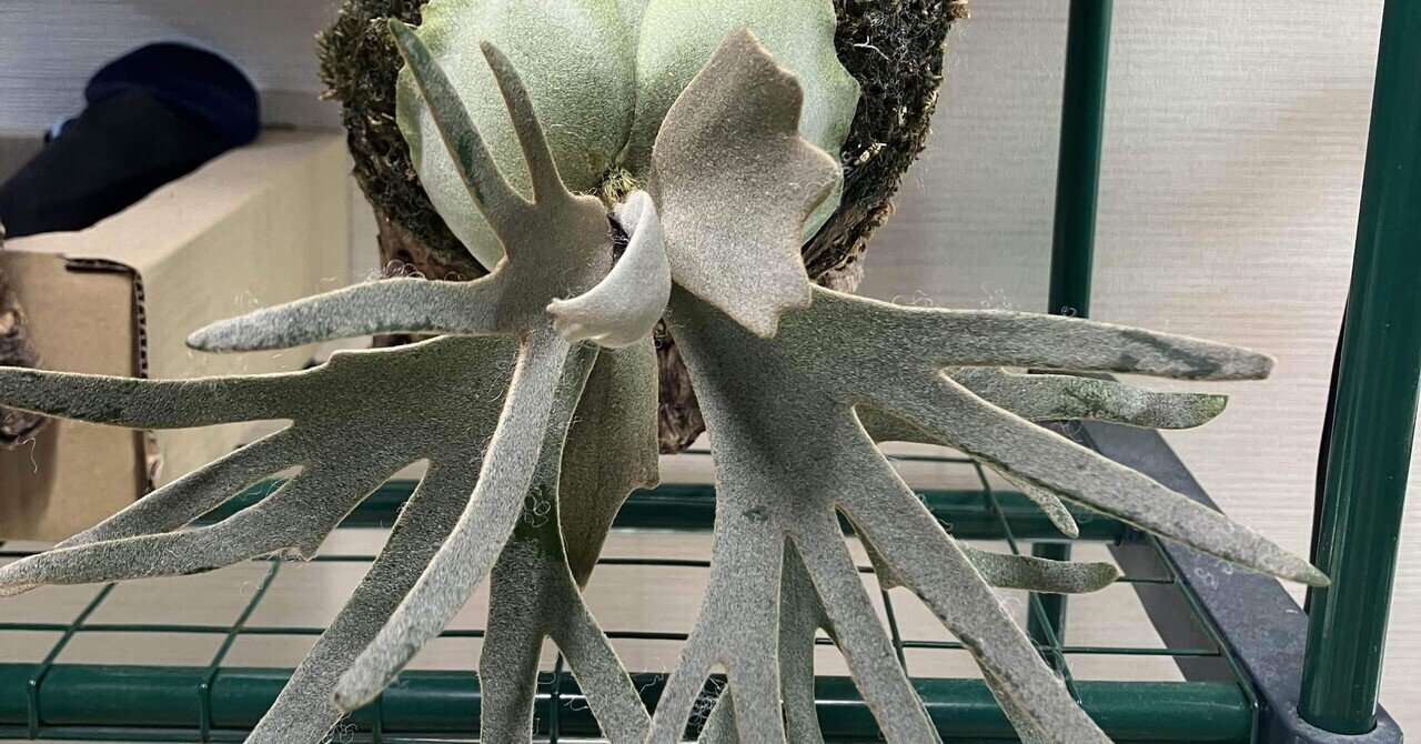 ヒスイの少女。ビカクシダ ジェイドガール｜サキュビットくん