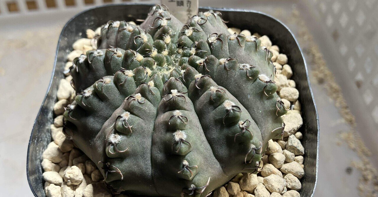 サボテン - 2026-01｜サキュビットくん｜note