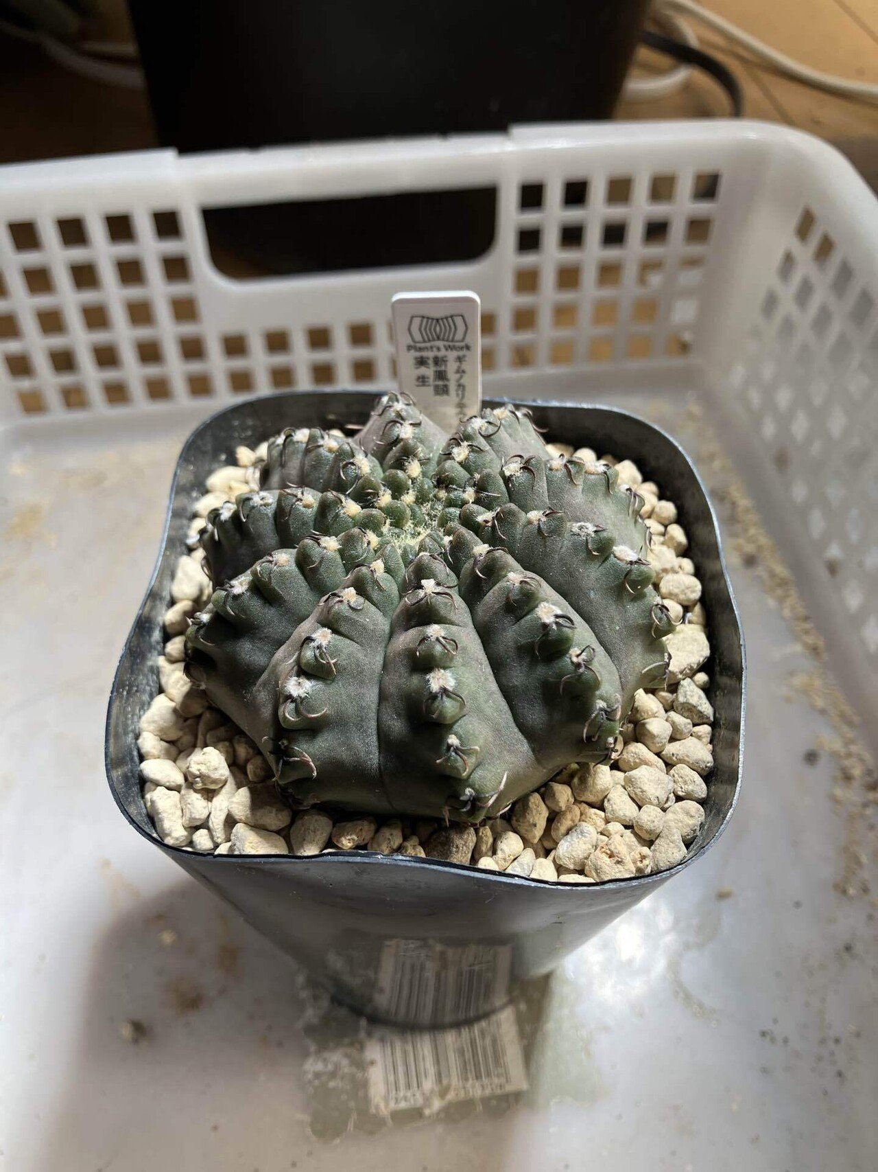 サボテン kota7ka ちょいワルのサボテン。新鳳頭｜サキュビットくん