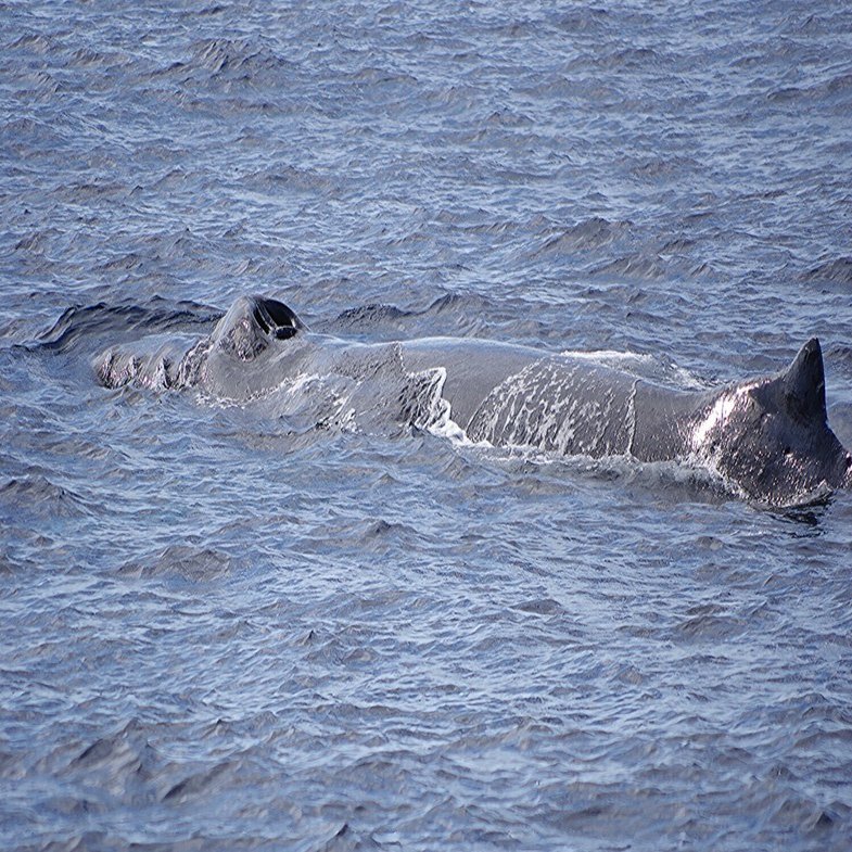 まだまだ頭数は少ないけど、ウォッチングできてます｜座間味村ホエール