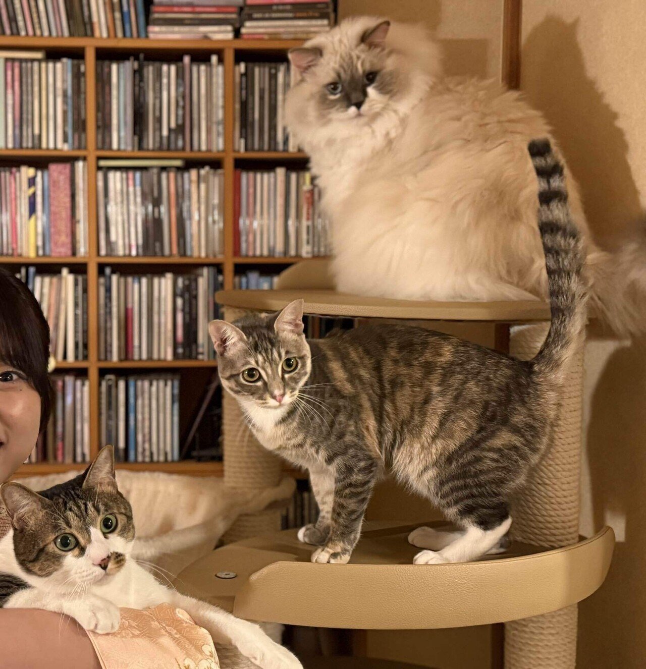 フフFES〜ねこにやさしい音楽祭〜 やります！｜フジオカヨシノリ